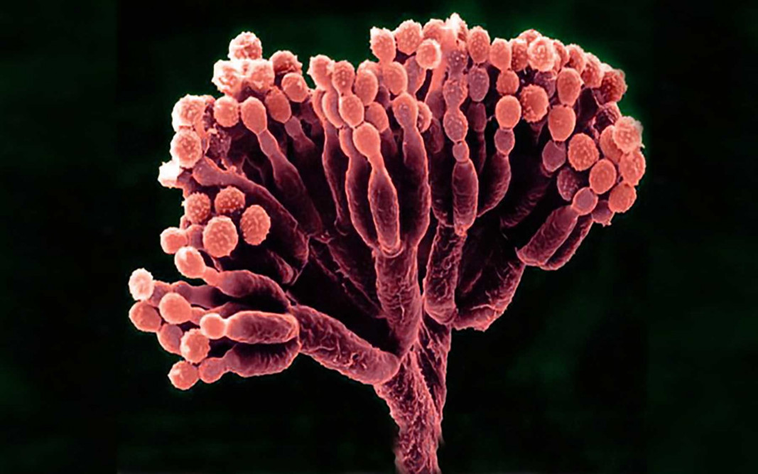 Bioscience services - CABI.org